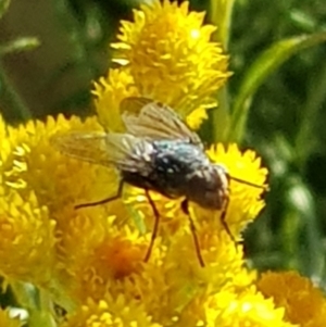 Calliphoridae (family) at North Mitchell Grassland  (NMG) - 4 Mar 2024 06:05 PM