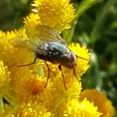 Calliphoridae (family) at North Mitchell Grassland  (NMG) - 4 Mar 2024 06:05 PM