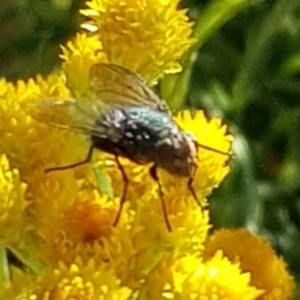 Calliphoridae (family) at North Mitchell Grassland  (NMG) - 4 Mar 2024 06:05 PM