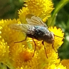 Calliphoridae (family) at North Mitchell Grassland  (NMG) - 4 Mar 2024 06:05 PM