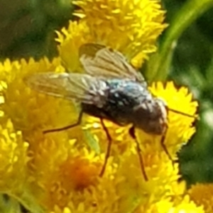 Calliphoridae (family) at North Mitchell Grassland  (NMG) - 4 Mar 2024