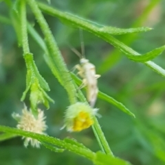 Miridae (family) at North Mitchell Grassland  (NMG) - 4 Mar 2024