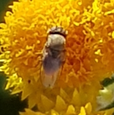 Muscoidea (super family) at Franklin, ACT - 4 Mar 2024 by HappyWanderer