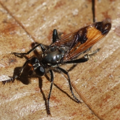 Unidentified Robber fly (Asilidae) at Moruya, NSW - 11 Mar 2024 by LisaH