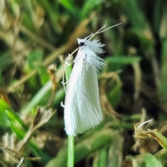 Tipanaea patulella (The White Crambid moth) at QPRC LGA - 12 Mar 2024 by MatthewFrawley