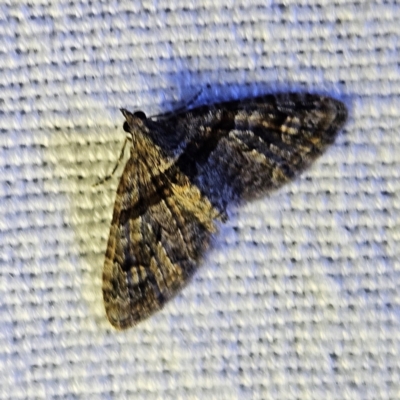 Phrissogonus laticostata (Apple looper moth) at QPRC LGA - 12 Mar 2024 by MatthewFrawley