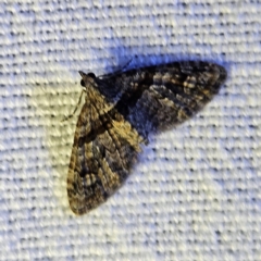 Phrissogonus laticostata (Apple looper moth) at QPRC LGA - 12 Mar 2024 by MatthewFrawley