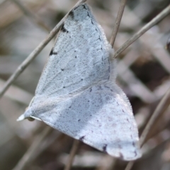 Dichromodes estigmaria (Pale Grey Heath Moth) at Moruya, NSW - 11 Mar 2024 by LisaH