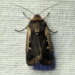 Proteuxoa tortisigna (Streaked Rictonis Moth) at QPRC LGA - 12 Mar 2024 by MatthewFrawley