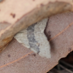 Dichromodes molybdaria (Plain Heath Moth) at Moruya, NSW - 11 Mar 2024 by LisaH