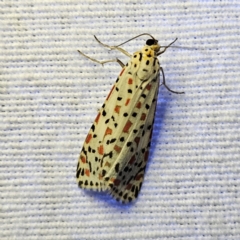 Utetheisa pulchelloides (Heliotrope Moth) at QPRC LGA - 12 Mar 2024 by MatthewFrawley