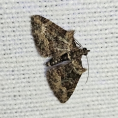 Phrissogonus laticostata (Apple looper moth) at QPRC LGA - 12 Mar 2024 by MatthewFrawley