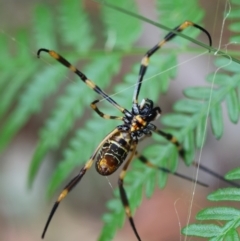 Trichonephila edulis (Golden orb weaver) at Moruya, NSW - 11 Mar 2024 by LisaH