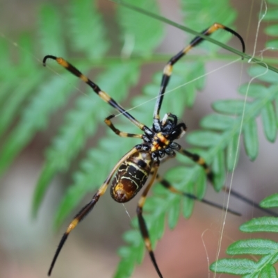 Trichonephila edulis (Golden orb weaver) at Moruya, NSW - 11 Mar 2024 by LisaH