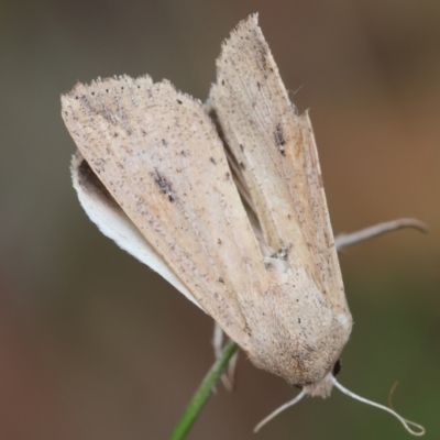 Mythimna (Pseudaletia) convecta (Common Armyworm) at Moruya, NSW - 11 Mar 2024 by LisaH