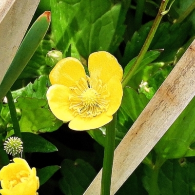 Ranunculus repens (Creeping Buttercup) at Goulburn, NSW - 2 Nov 2023 by Milly