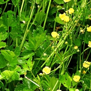 Ranunculus repens at Goulburn, NSW - 2 Nov 2023