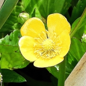 Ranunculus repens at Goulburn, NSW - 2 Nov 2023