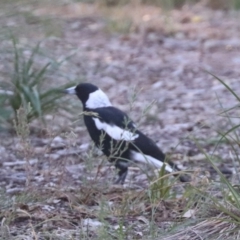 Gymnorhina tibicen (Australian Magpie) at Budjan Galindji (Franklin Grassland) Reserve - 4 Mar 2024 by HappyWanderer