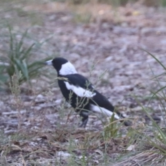 Gymnorhina tibicen (Australian Magpie) at Franklin, ACT - 4 Mar 2024 by HappyWanderer