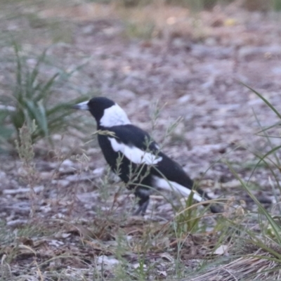 Gymnorhina tibicen (Australian Magpie) at Franklin, ACT - 4 Mar 2024 by HappyWanderer