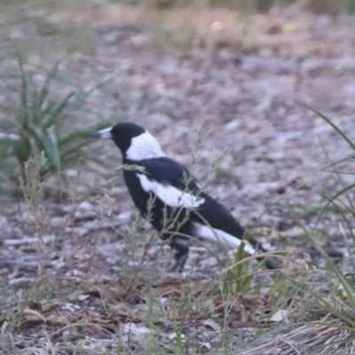 Gymnorhina tibicen (Australian Magpie) at Budjan Galindji (Franklin Grassland) Reserve - 4 Mar 2024 by HappyWanderer