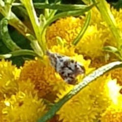 Tebenna micalis (Small Thistle Moth) at Franklin, ACT - 4 Mar 2024 by HappyWanderer