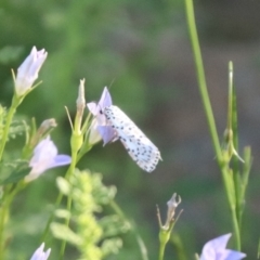 Utetheisa (genus) (A tiger moth) at Budjan Galindji (Franklin Grassland) Reserve - 4 Mar 2024 by HappyWanderer