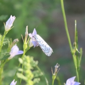 Utetheisa (genus) at North Mitchell Grassland  (NMG) - 4 Mar 2024