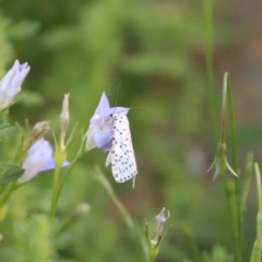 Utetheisa (genus) at North Mitchell Grassland  (NMG) - 4 Mar 2024