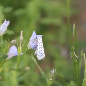 Utetheisa (genus) at North Mitchell Grassland  (NMG) - 4 Mar 2024 05:47 PM