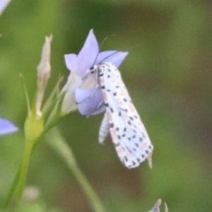 Utetheisa (genus) at North Mitchell Grassland  (NMG) - 4 Mar 2024