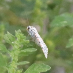 Utetheisa (genus) at North Mitchell Grassland  (NMG) - 4 Mar 2024 05:47 PM