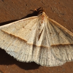 Epidesmia tryxaria (Neat Epidesmia) at Moruya, NSW - 10 Mar 2024 by LisaH