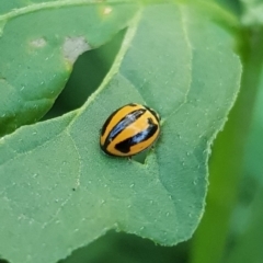 Micraspis frenata (Striped Ladybird) at Budjan Galindji (Franklin Grassland) Reserve - 4 Mar 2024 by HappyWanderer