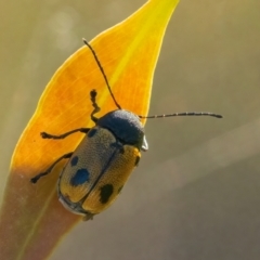 Cadmus (Cadmus) litigiosus (Leaf beetle) at QPRC LGA - 10 Mar 2024 by WHall