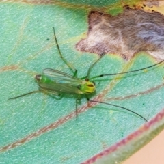 Axarus sp. (genus) (A non-biting midge) at QPRC LGA - 10 Mar 2024 by WHall