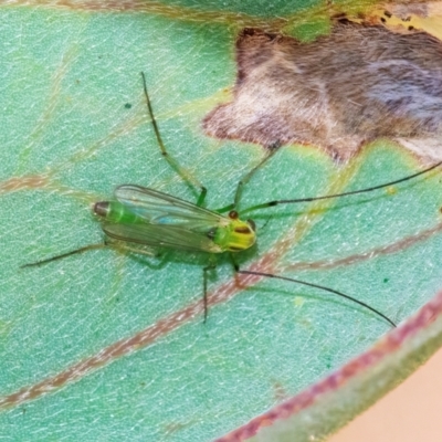 Axarus sp. (genus) (A non-biting midge) at QPRC LGA - 10 Mar 2024 by WHall