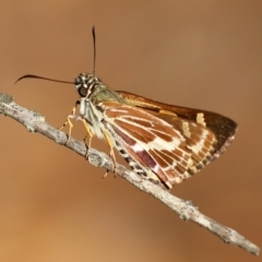 Hesperilla picta (Painted Skipper) at Moruya, NSW - 10 Mar 2024 by LisaH