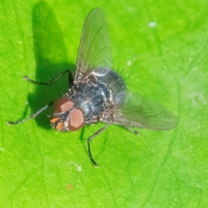 Calliphora vicina at ANBG - 28 Feb 2024