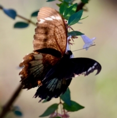 Papilio aegeus (Orchard Swallowtail, Large Citrus Butterfly) at Moruya, NSW - 10 Mar 2024 by LisaH