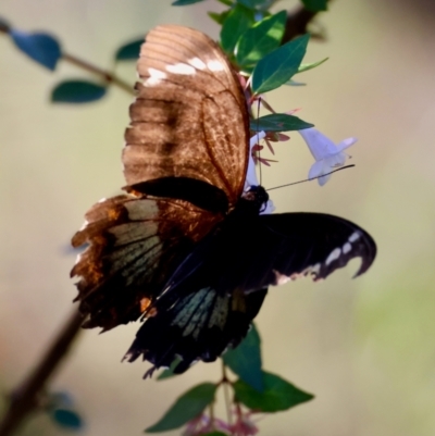 Papilio aegeus (Orchard Swallowtail, Large Citrus Butterfly) at Moruya, NSW - 10 Mar 2024 by LisaH