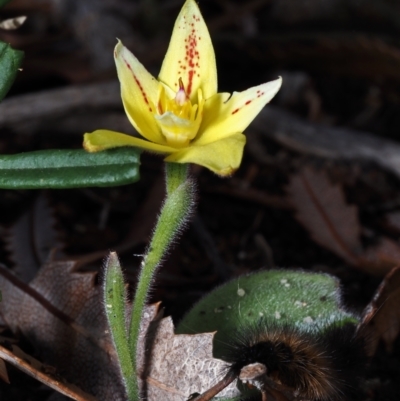 Caladenia flava (Cowslip Orchid) at Breton Bay, WA - 13 Aug 2023 by sarraj