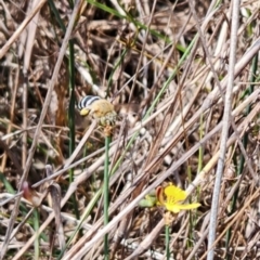 Amegilla sp. (genus) (Blue Banded Bee) at Barton, ACT - 8 Mar 2024 by Cormac