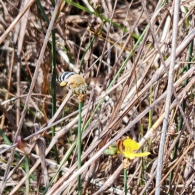 Amegilla sp. (genus) (Blue Banded Bee) at Saint Mark's Grassland, Barton - 8 Mar 2024 by Cormac