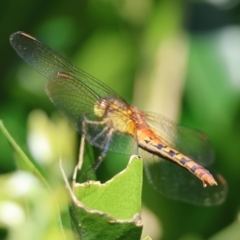 Diplacodes melanopsis (Black-faced Percher) at Moruya, NSW - 9 Mar 2024 by LisaH