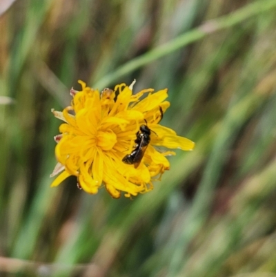 Hylaeus sp. (genus) (A masked bee) at St Marks Grassland (SMN) - 8 Mar 2024 by Cormac