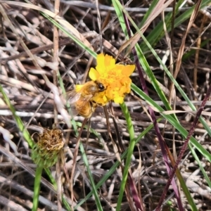 Apis mellifera at St Marks Grassland (SMN) - 8 Mar 2024