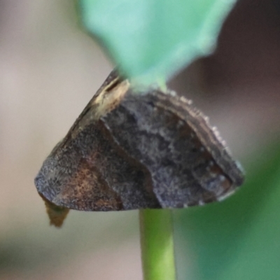 Meranda susialis (Three-lined Snout) at Moruya, NSW - 9 Mar 2024 by LisaH