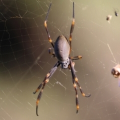 Trichonephila edulis (Golden orb weaver) at Moruya, NSW - 10 Mar 2024 by LisaH
